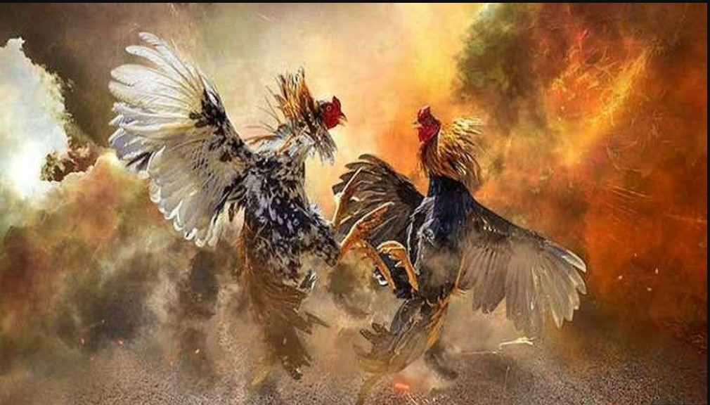 Giới thiệu sảnh đá gà uy tín
